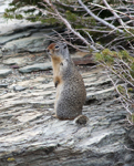 Columbia Ground Squirrel Glacier N.P. 3985